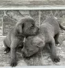 Additional photos: Cane Corso puppies