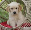 Photo №3. Adorable golden retriever puppies available now for sell. Germany