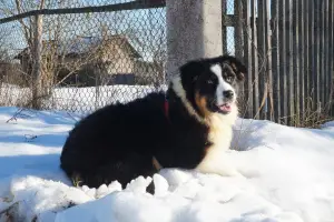 Photo №3. Australian Shepherd. Russian Federation