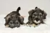 Photo №2 to announcement № 108794 for the sale of standard schnauzer - buy in Serbia 