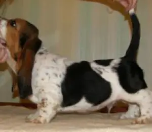 Additional photos: Basset hound is a peace-loving breed and is well adapted for living in a city