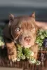 Photo №2 to announcement № 115141 for the sale of american bully - buy in Belarus breeder