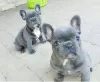 Photo №2 to announcement № 58434 for the sale of french bulldog - buy in Italy breeder