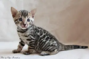 Additional photos: Bengal kittens with pedigree