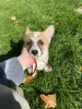 Additional photos: Corgi Welpen