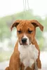 Photo №2 to announcement № 10658 for the sale of american staffordshire terrier - buy in Russian Federation private announcement