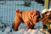 Photo №2 to announcement № 8606 for the sale of shar pei - buy in Russian Federation private announcement