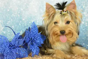 Photo №2 to announcement № 4487 for the sale of yorkshire terrier - buy in Russian Federation breeder