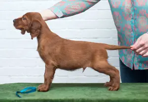 Additional photos: Irish Setter Puppies