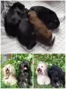 Additional photos: Tibetan Terrier puppies