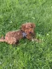 Additional photos: Puppy toy poodle redbrown