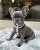 Photo №1. french bulldog - for sale in the city of Aalst | 402$ | Announcement № 96317