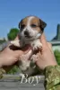 Additional photos: Puppies Jack Russell from the kennel