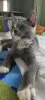 Photo №1. maine coon - for sale in the city of Évreux | 532$ | Announcement № 11384