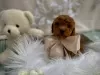 Photo №2 to announcement № 94581 for the sale of poodle (toy) - buy in Serbia breeder