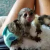 Photo №3. Marmosets available. Germany