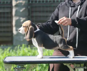 Photo №3. Handsome boy. Beagle. Belarus