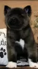 Photo №2 to announcement № 50498 for the sale of akita - buy in United States private announcement