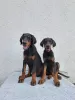 Photo №1. dobermann - for sale in the city of Kikinda | negotiated | Announcement № 121579