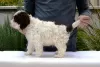 Photo №4. I will sell lagotto romagnolo in the city of Jagodina.  - price - 528$