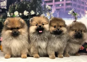 Additional photos: Spitz Puppies