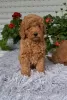 Photo №3. Toy Poodle puppies. Serbia