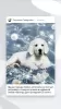 Photo №1. golden retriever - for sale in the city of Magnitogorsk | negotiated | Announcement № 7028