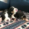 Photo №3. Great Swiss Mountain Dog puppies. Russian Federation