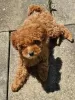 Photo №4. I will sell poodle (toy) in the city of Böbingen.  - price - negotiated