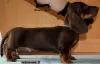 Photo №3. Miniature dachshund - chocolate puppies. Russian Federation