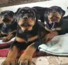 Additional photos: Rottweiler puppies want to meet their new owners