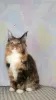 Photo №1. maine coon - for sale in the city of Москва | 400$ | Announcement № 119358