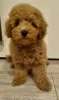 Photo №2 to announcement № 75752 for the sale of poodle (toy) - buy in Lithuania private announcement, breeder