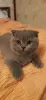 Photo №4. I will sell scottish fold in the city of Монсегюр. private announcement - price - negotiated