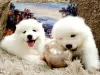 Photo №1. samoyed dog - for sale in the city of Мостовской | 266$ | Announcement № 8760