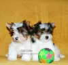 Photo №2 to announcement № 48774 for the sale of beaver yorkshire terrier - buy in Russian Federation private announcement