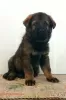 Additional photos: german shepherd puppies