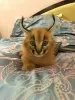 Additional photos: caracal and caracat kittens available