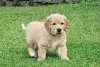 Photo №2 to announcement № 52247 for the sale of golden retriever - buy in Switzerland breeder