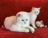 Photo №4. I will sell british shorthair in the city of Лиепая. breeder - price - 941$