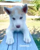 Additional photos: Children Siberian husky