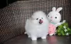 Additional photos: Two Friendly Teacup Pomeranian Puppies for sale