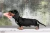 Photo №2 to announcement № 119604 for the sale of dachshund - buy in Russian Federation from nursery, breeder