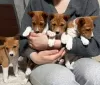 Photo №1. basenji - for sale in the city of Minsk | 642$ | Announcement № 94208