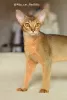 Photo №2 to announcement № 58181 for the sale of abyssinian cat - buy in Russian Federation from nursery, breeder