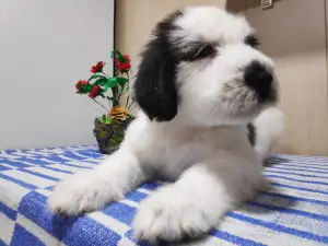 Photo №3. South Russian Shepherd Puppies. Russian Federation