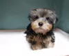 Photo №2 to announcement № 8122 for the sale of yorkshire terrier - buy in Russian Federation breeder