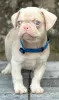 Photo №1. pug - for sale in the city of Kula | negotiated | Announcement № 120965