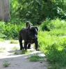 Additional photos: French bulldog puppy, female show class FCI