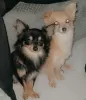 Photo №3. 2 long coat purebred, Chihuahuas. United States